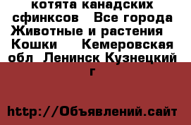 котята канадских сфинксов - Все города Животные и растения » Кошки   . Кемеровская обл.,Ленинск-Кузнецкий г.